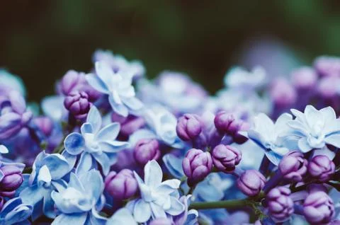Lilac flowers macro Photos