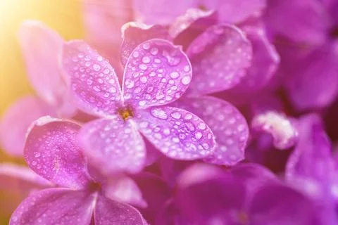 Lilac flowers macro Foto stock