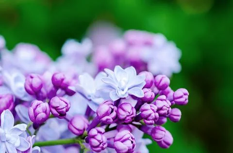 Lilac flowers macro 写真素材