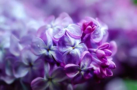 Lilac flowers macro Фото