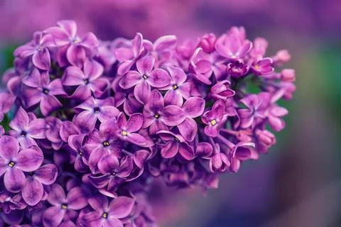 Lilac flowers macro Stock-Fotos
