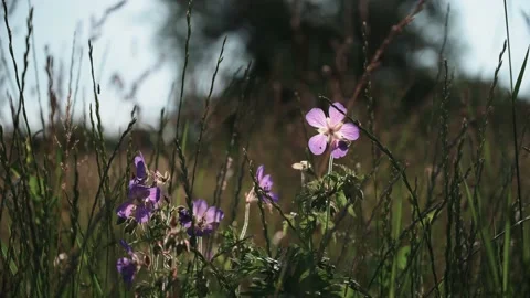 Lilac flowers in a meadow in springtime in sunshine Stock Footage 141469736