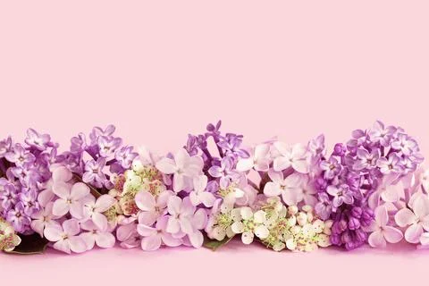 Lilac flowers monochrome garland on pink background Stock Photos