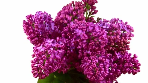 Lilac flowers open in timelapse mode on a white background. Stock Footage 240000252