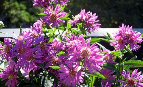 Lilac flowers 스톡 사진