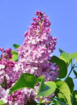 Lilac flowers Stock Photos