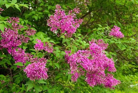 Lilac flowers Stock Photos