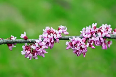 Lilac flowers Stock Photos