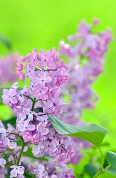 Lilac flowers Stock Photos