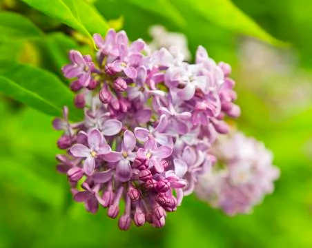 Lilac flowers Stock Photos