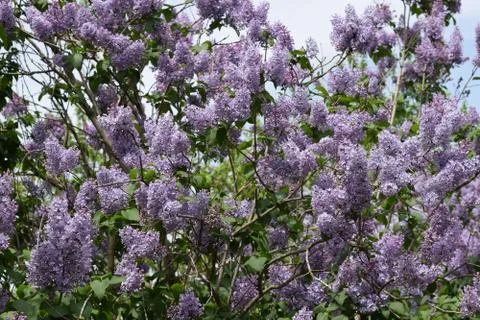 The Lilac flowers Stock Photos