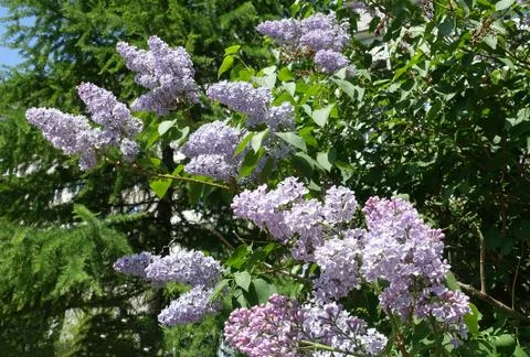 Lilac flowers 스톡 사진
