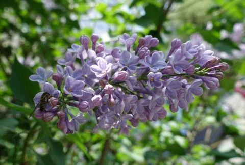 Lilac flowers 스톡 사진