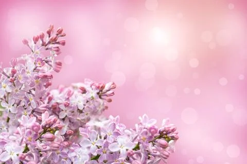 Lilac flowers Stock Photos