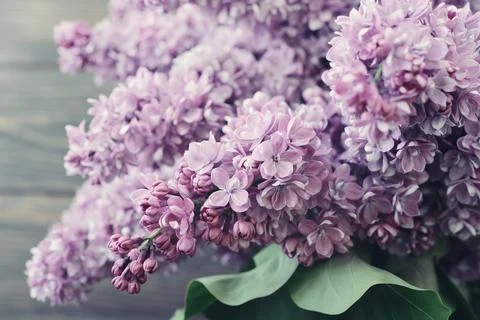 Lilac flowers Foto stock
