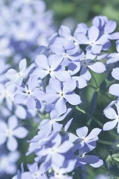 Lilac flowers Stock Photos