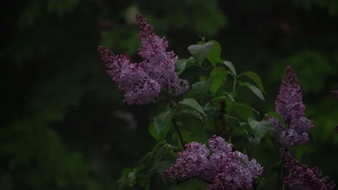 Lilac flowers in the rain 動画素材 132441129