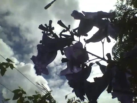 Lilac flowers, but the sky and clouds stand out in the botanical garden Stock Footage 162679396
