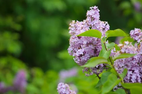 Lilac flowers in spring background Stock-Fotos