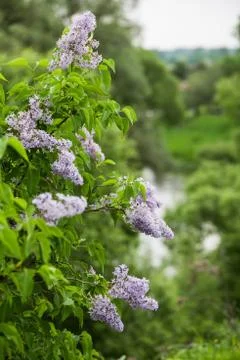Lilac flowers in spring background. Spring blooming lilac blossom. Lilac blos Stock Photos