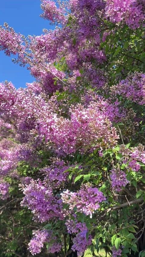 Lilac flowers in spring garden, vertical video. Stock Footage 346781327