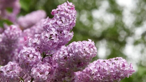 Lilac flowers in the spring park Stock Footage 278750869