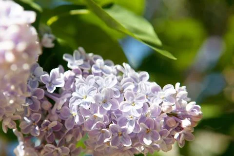 Lilac flowers in spring Stock Photos