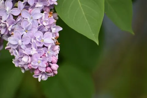 Lilac flowers in spring Stock Photos