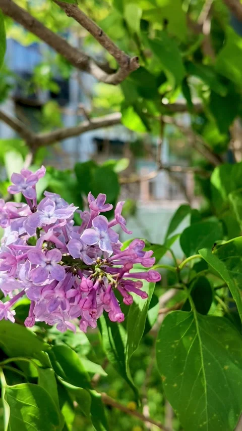 Lilac Flowers Swaying in the Wind Vertical Video Vídeos de archivo 337226894