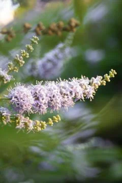 Lilac flowers on a tree at the end of branches in a summer park Stock Photos