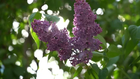 Lilac flowers of a tree Stock-Footage 128759815