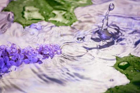 Lilac flowers under the drops of the rain Stock Photos