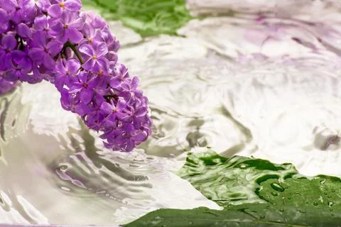 Lilac flowers under the drops of the rain Stock Photos