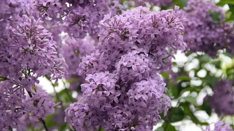 The lilac flowers in the wind. Stock Footage 63750937