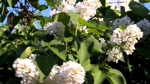 Lilac flowers wind shakes Stock Footage 38585745