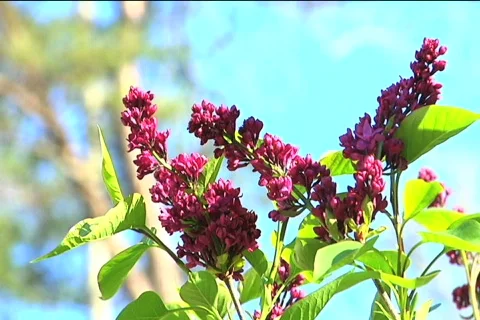 Lilac Vídeos de archivo 374186
