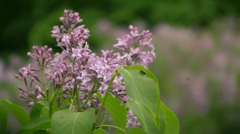 Lilac Stock-Footage 389791