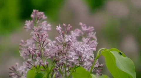 Lilac Video stock 391150