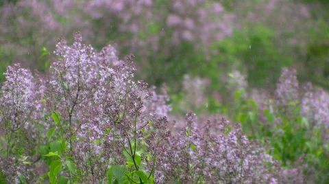 Lilac  Video stock 391191
