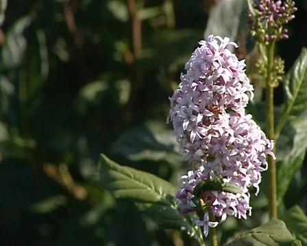 Lilac Stockbeeldmateriaal 492034