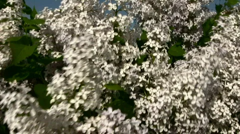 Lilac Stock Footage 857431