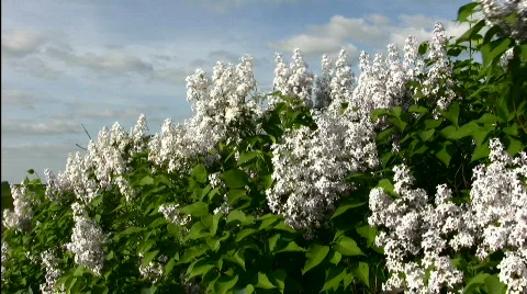 Lilac Stock Footage 857476