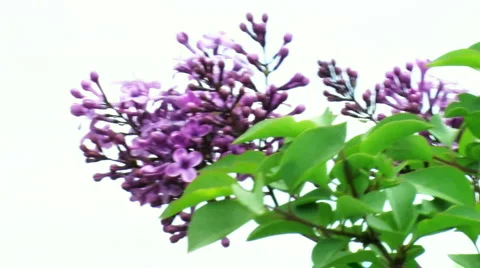 Lilac Stock Footage