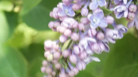 Lilac Stock Footage 5815450
