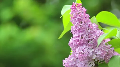 Lilac Stock-Footage 10970883