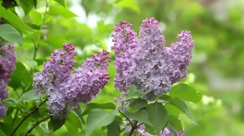 Lilac Stock Footage 10970909
