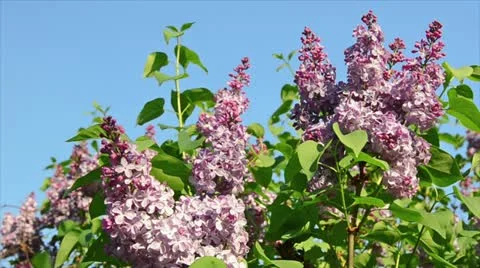 Lilac Stock Footage