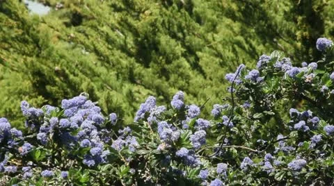 Lilac Stock Footage 11142628