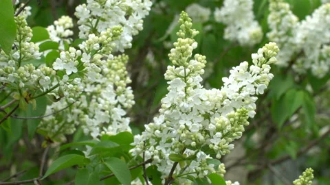 Lilac 動画素材 90008350