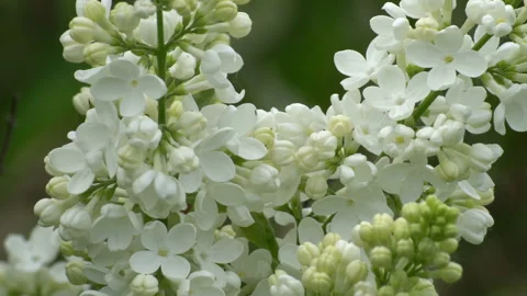 Lilac Video stock 90008441